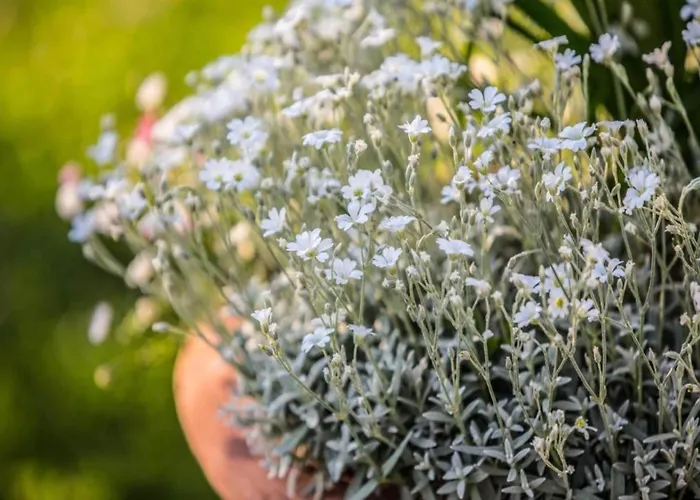 Luxurious, Cozy With Pool Near In Tuscany Versatile Tatil Evi *